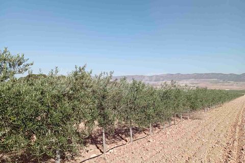 Helårsgrund i Yecla, Murcia, Yecla - € 300.000 | Ref: SF0504 - foto 6